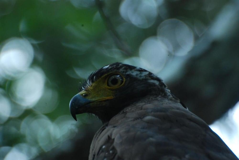 إل إل توريست إن أند سافاري جيبز المنطقة المحيطة بالمنشأة