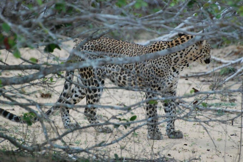 إل إل توريست إن أند سافاري جيبز المنطقة المحيطة بالمنشأة